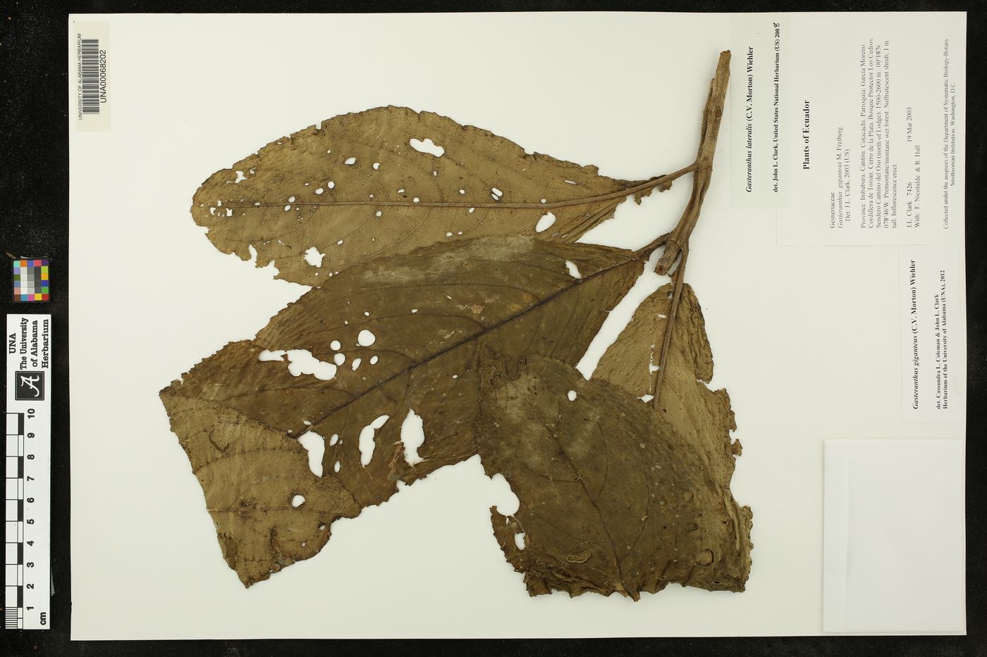 Gasteranthus lateralis image