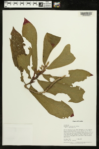 Columnea guttata image