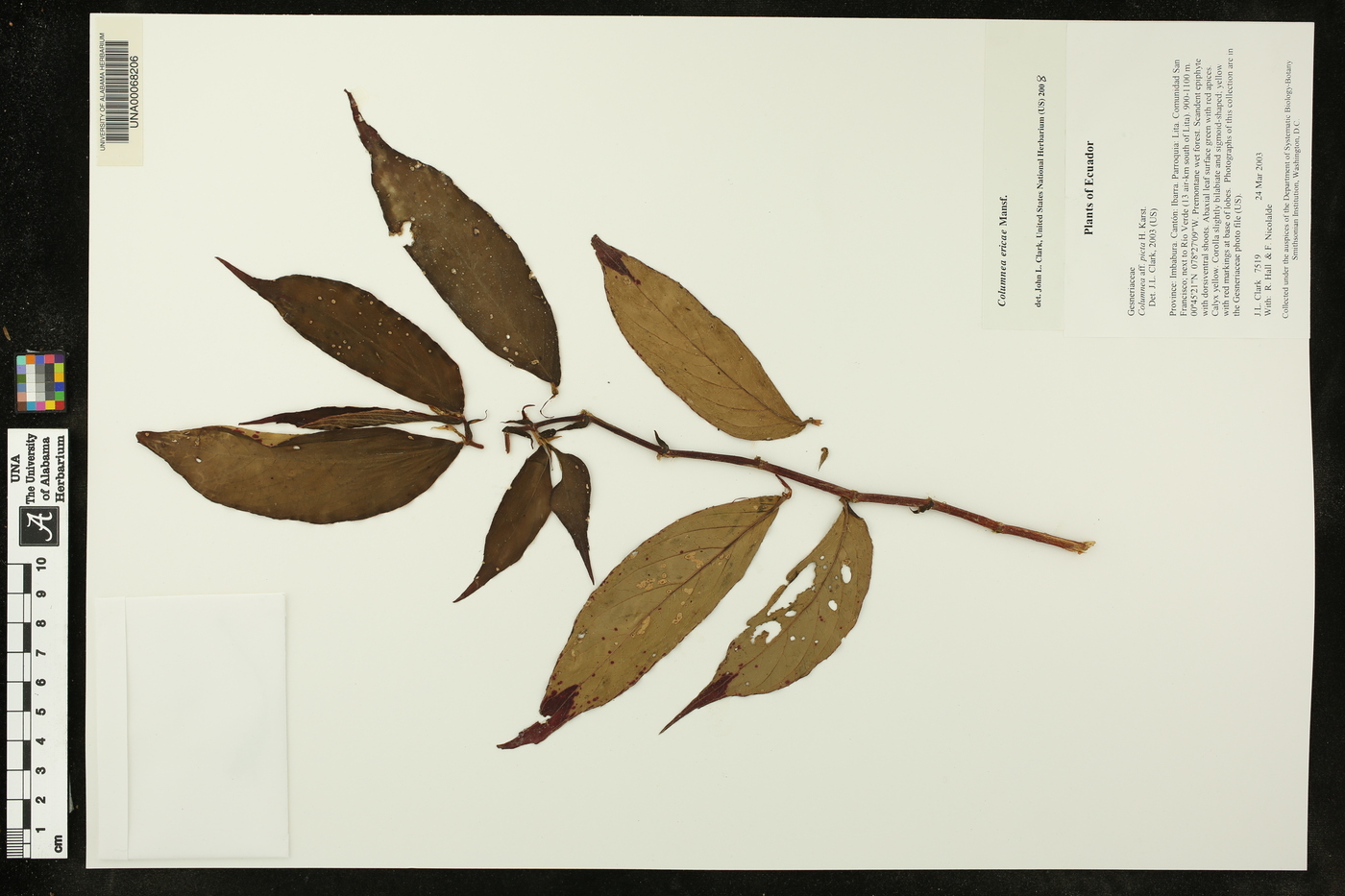 Columnea ericae image