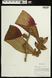 Columnea eburnea image