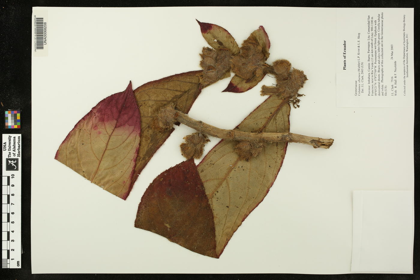 Columnea eburnea image