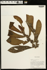 Columnea capillosa image