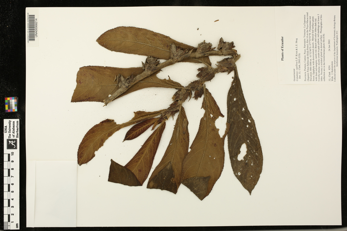 Columnea capillosa image