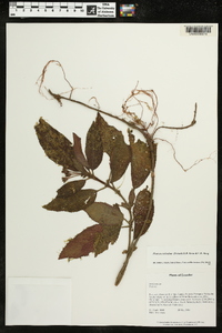 Pearcea reticulata image