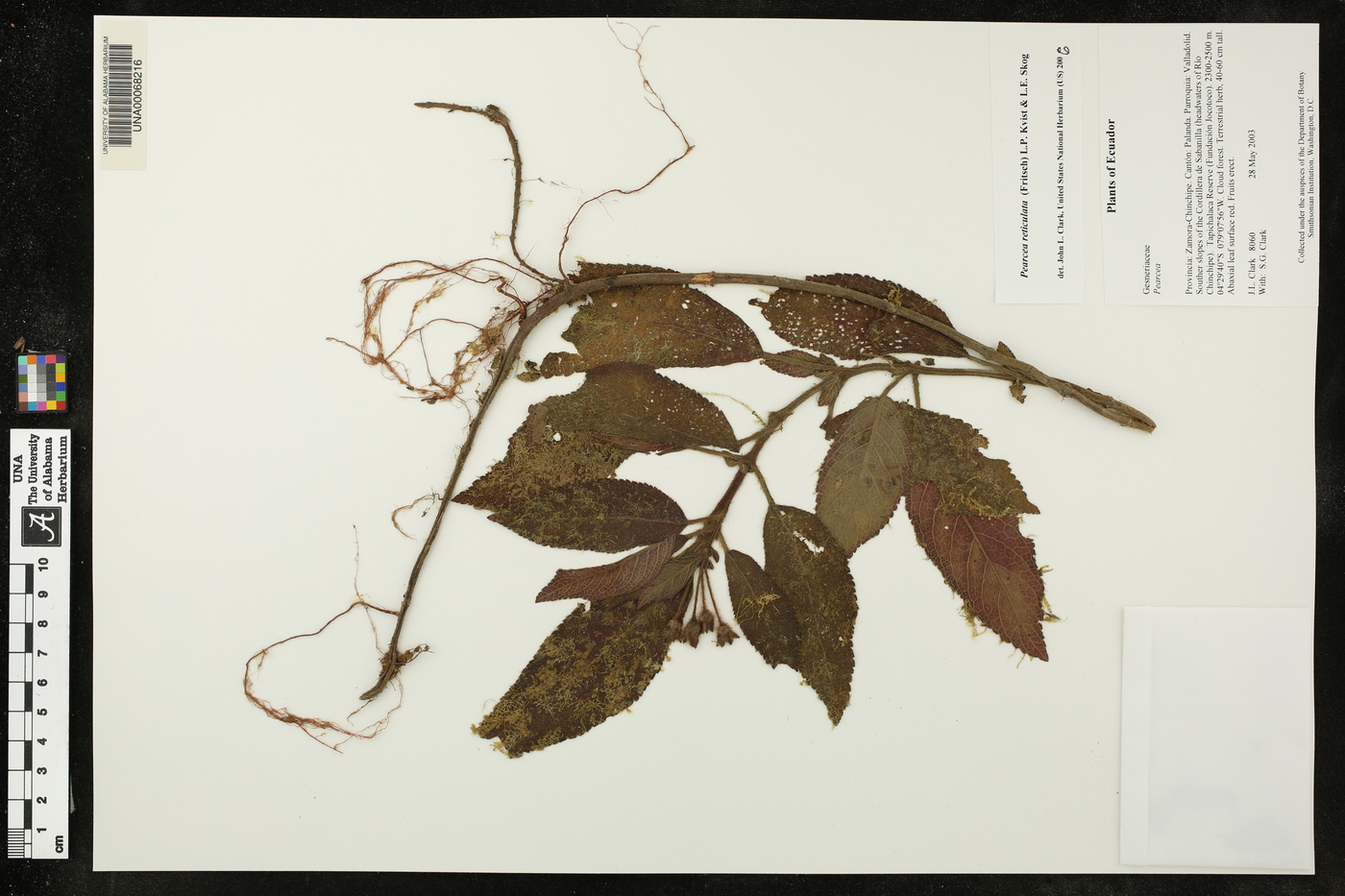 Pearcea reticulata image