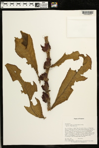 Columnea capillosa image