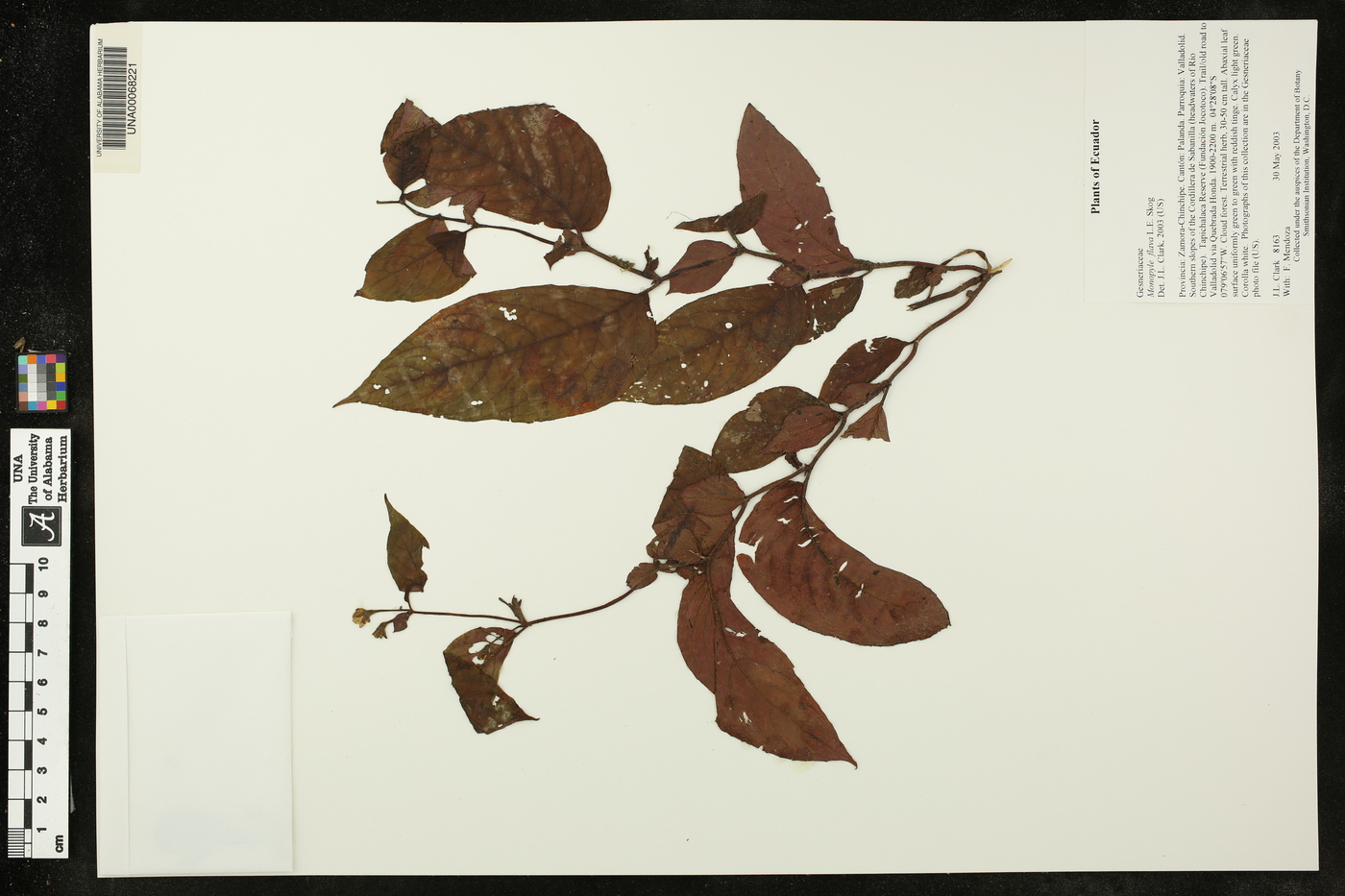 Monopyle flava image