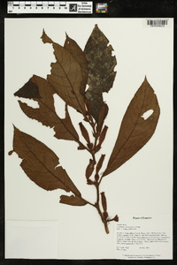 Columnea inaequilatera image