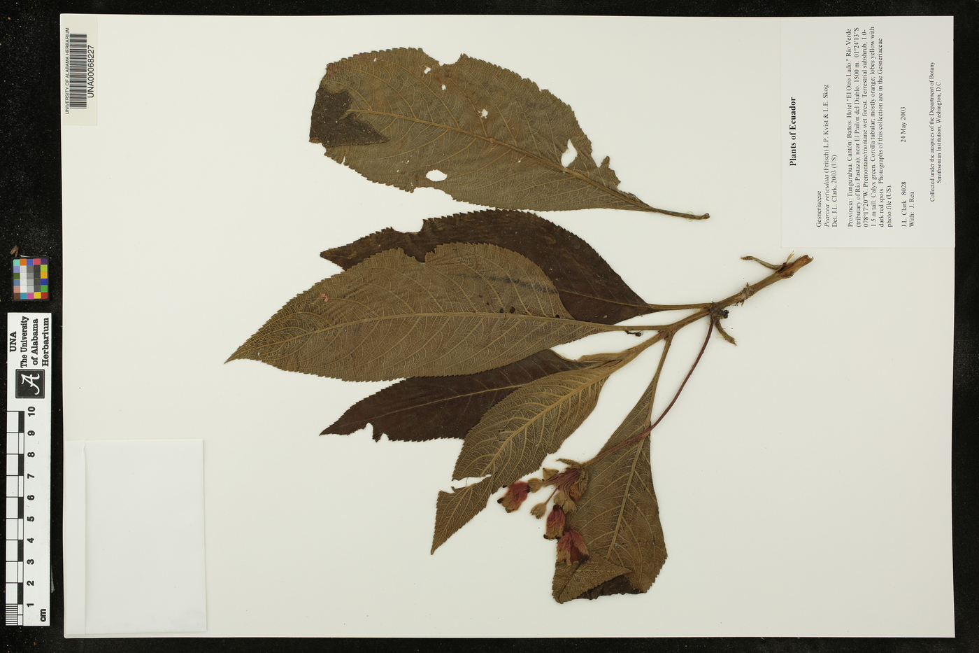 Pearcea reticulata image