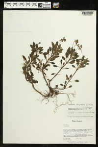 Cremosperma muscicola image