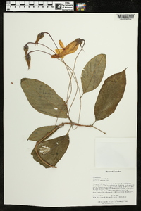 Columnea strigosa image