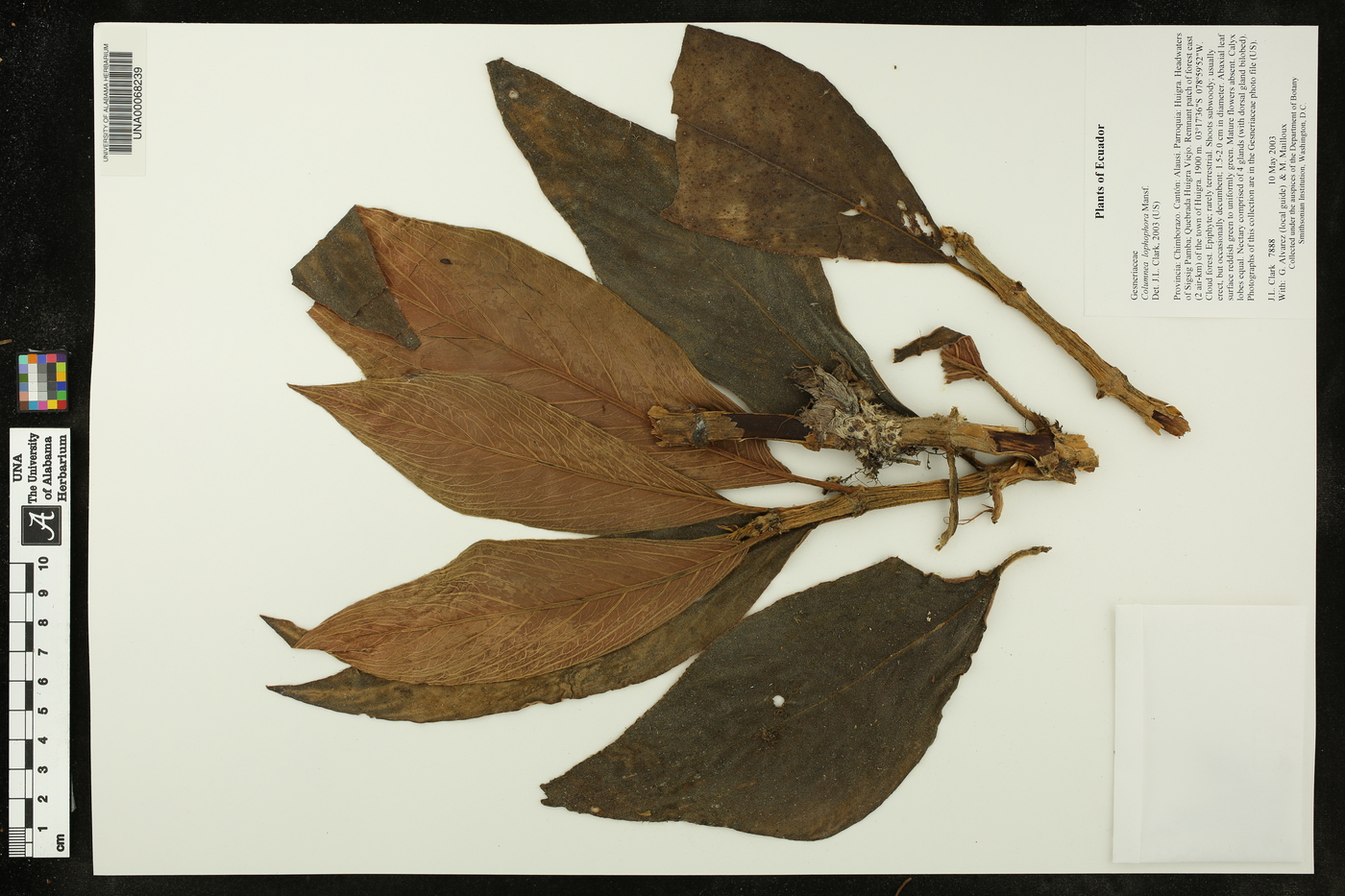 Columnea lophophora image