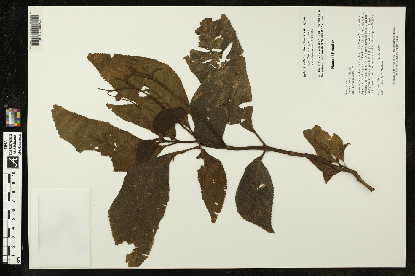 Kohleria affinis image