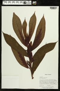 Columnea eubracteata image