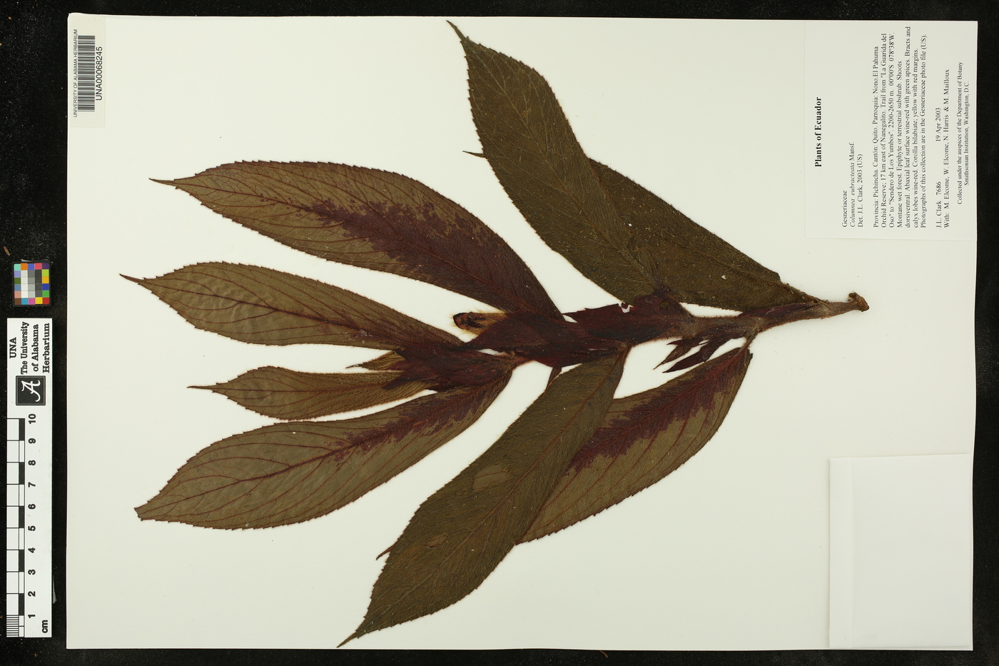 Columnea eubracteata image