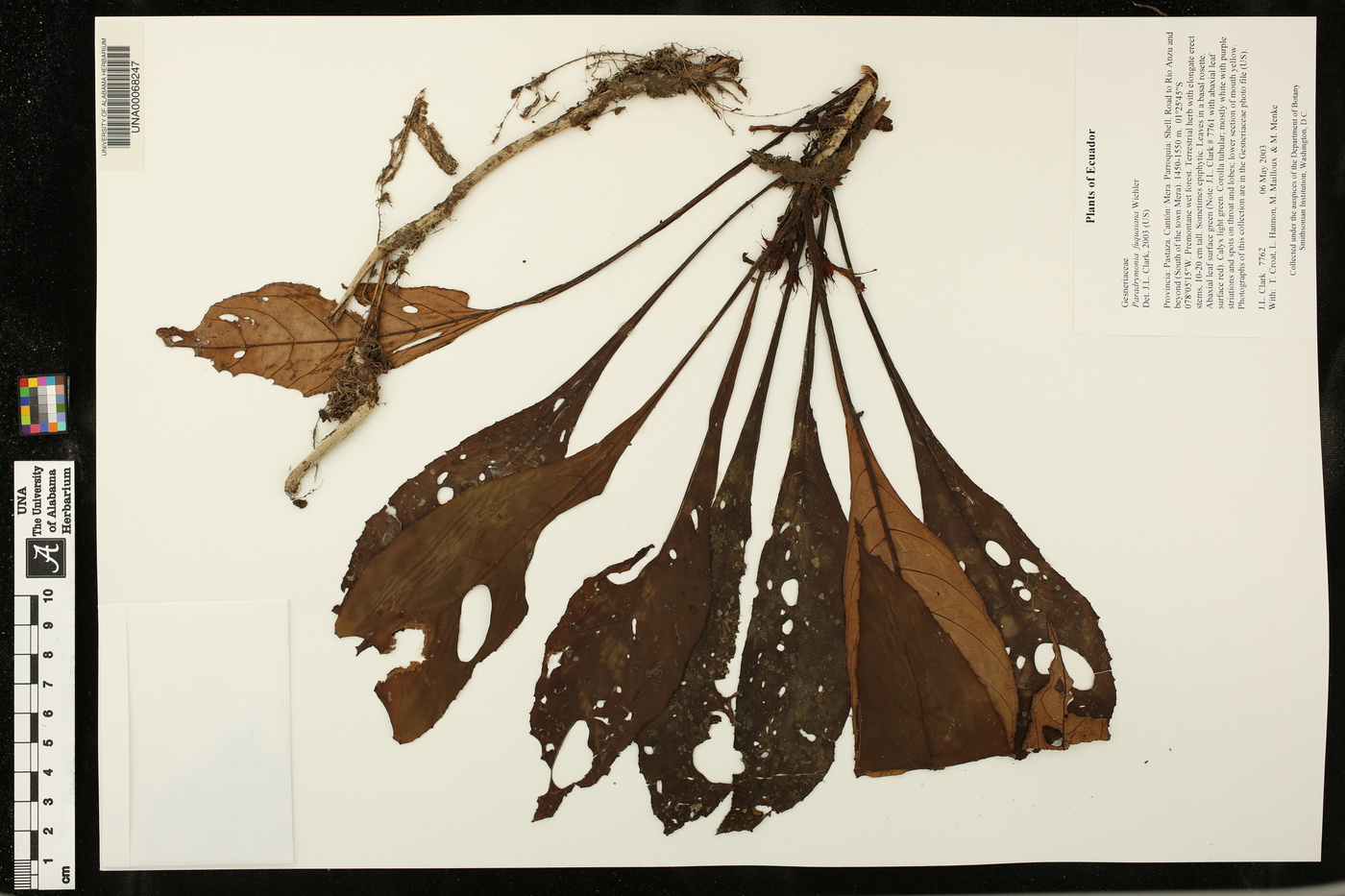 Paradrymonia fuquaiana image