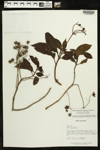 Kohleria affinis image