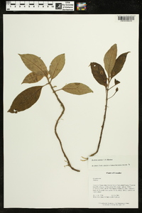 Besleria comosa image