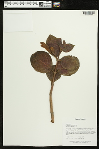 Columnea strigosa image