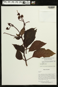 Kohleria affinis image