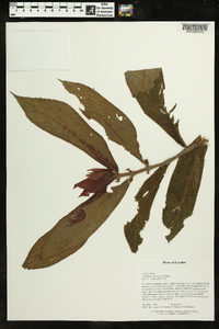 Columnea eubracteata image