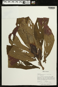 Columnea medicinalis image