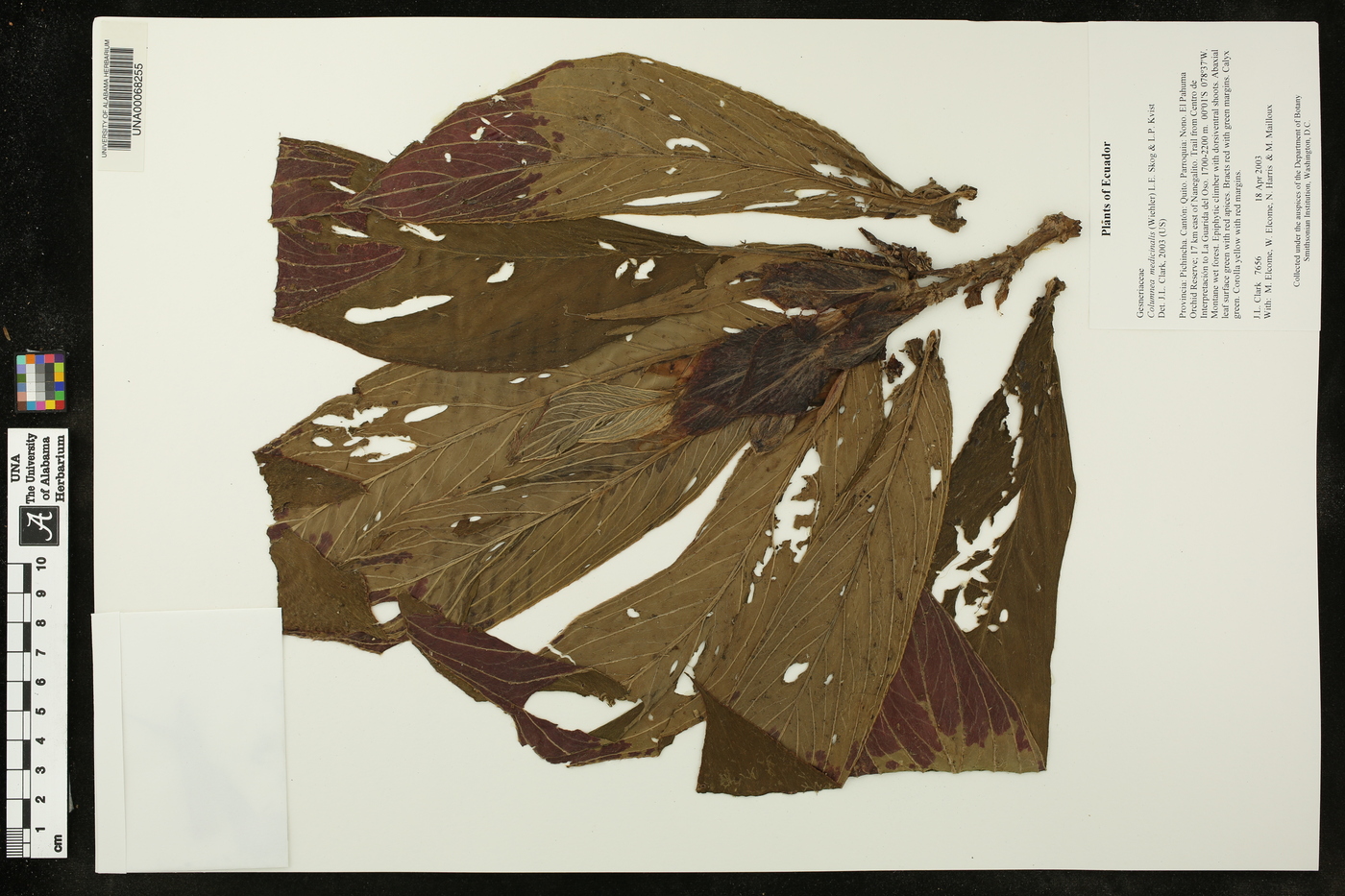 Columnea medicinalis image