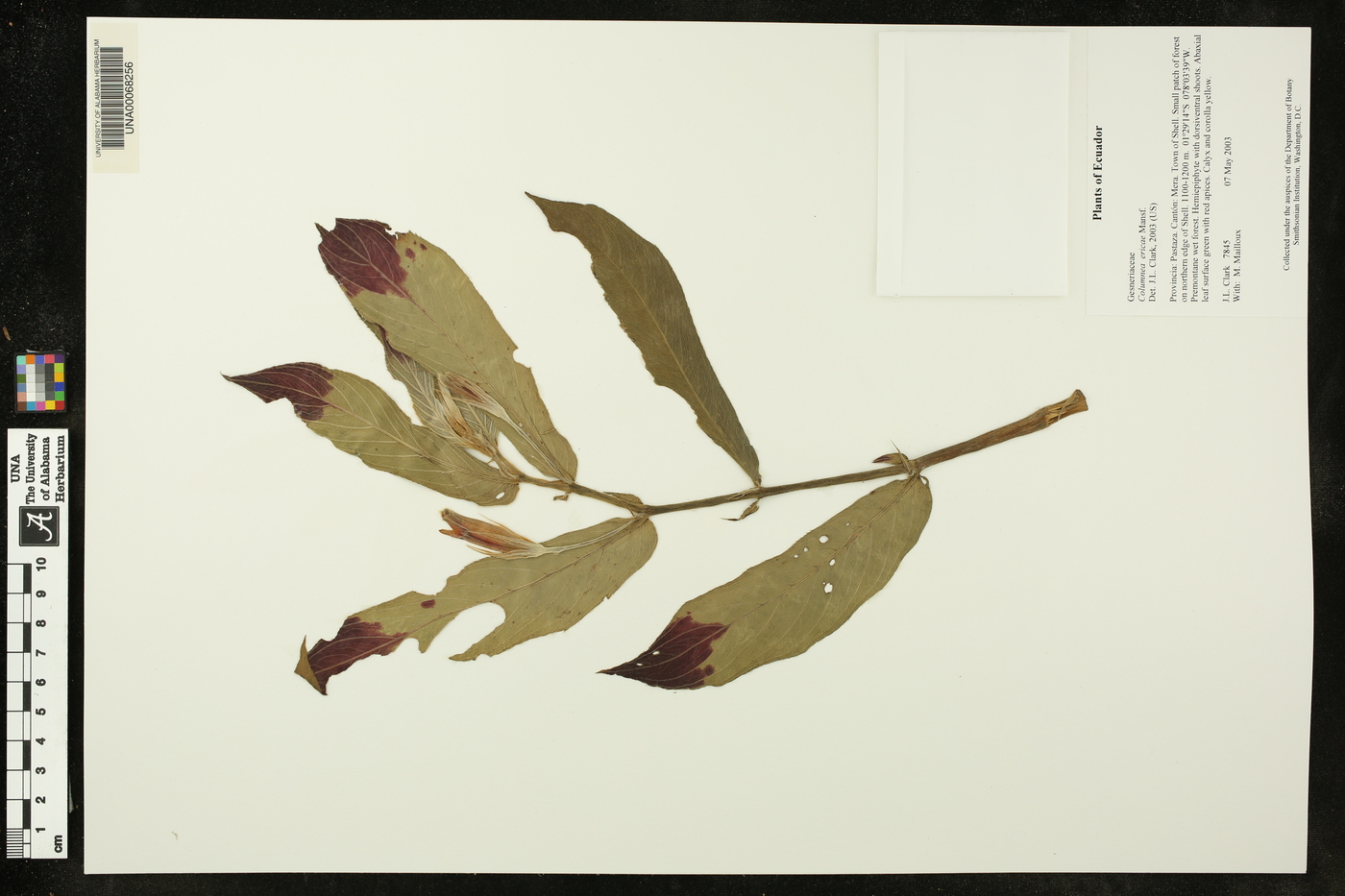 Columnea ericae image