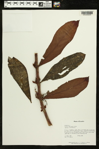 Columnea guttata image