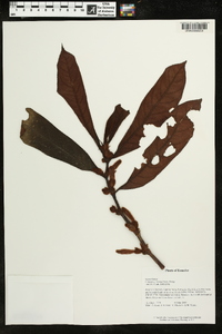 Columnea inaequilatera image