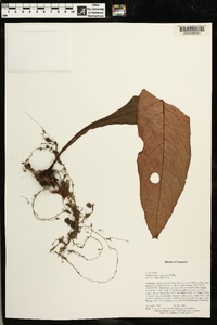 Paradrymonia fuquaiana image