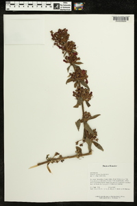 Kohleria spicata image