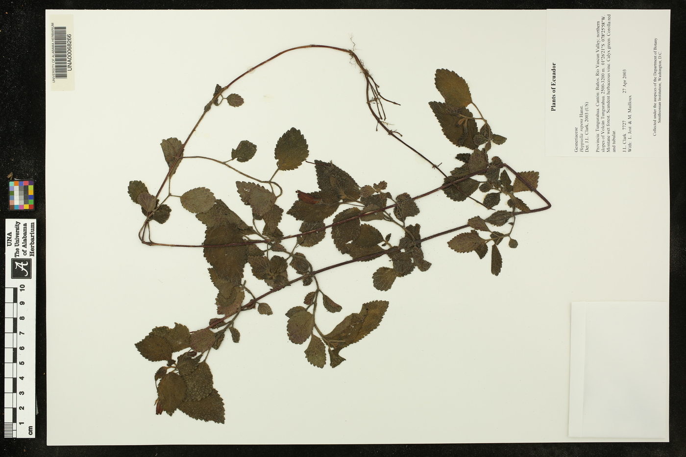 Heppiella repens image