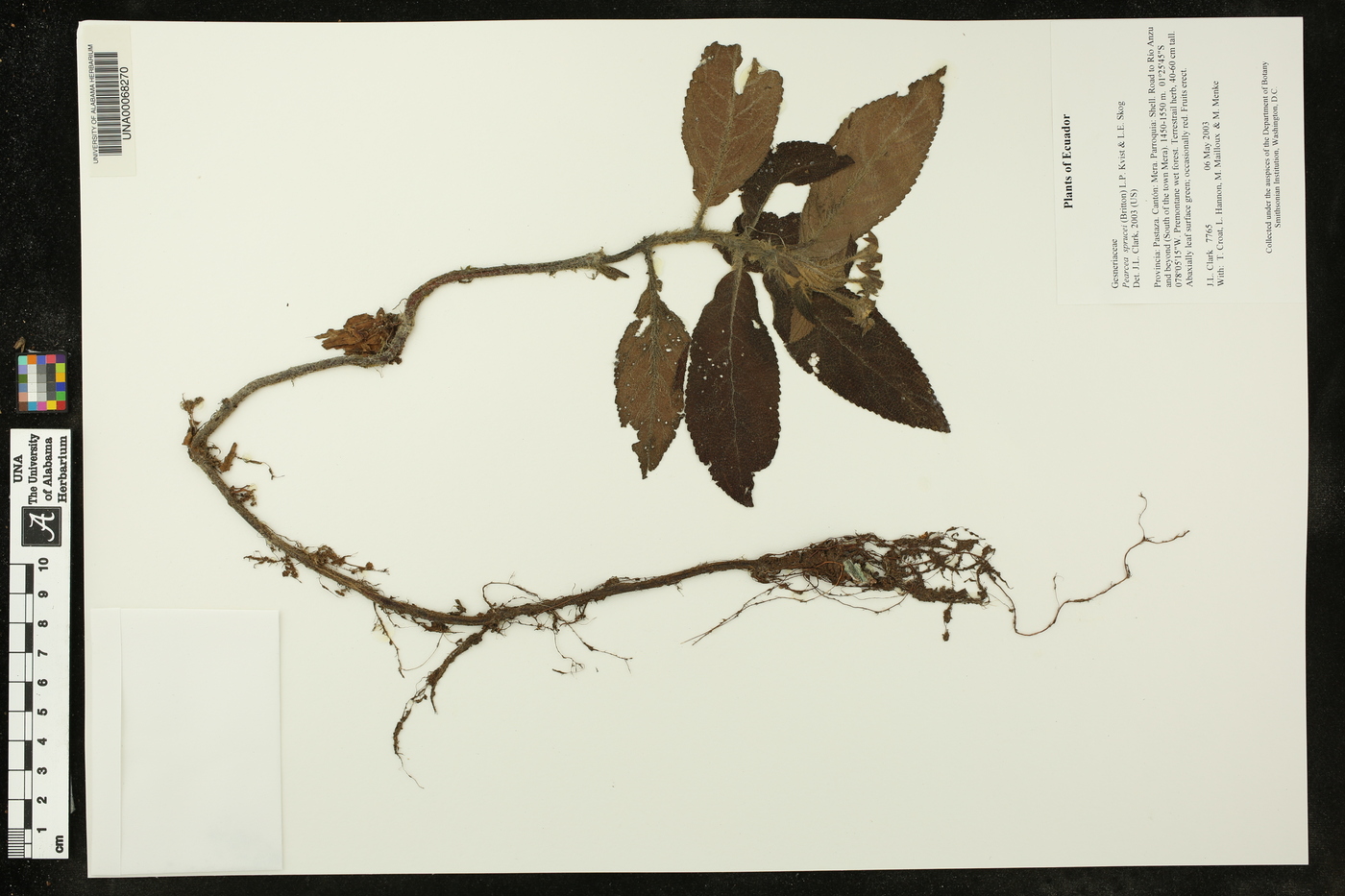 Pearcea sprucei image