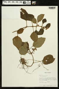 Kohleria villosa image