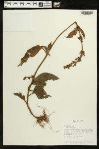 Kohleria spicata image