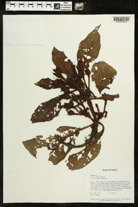 Pearcea schimpfii image