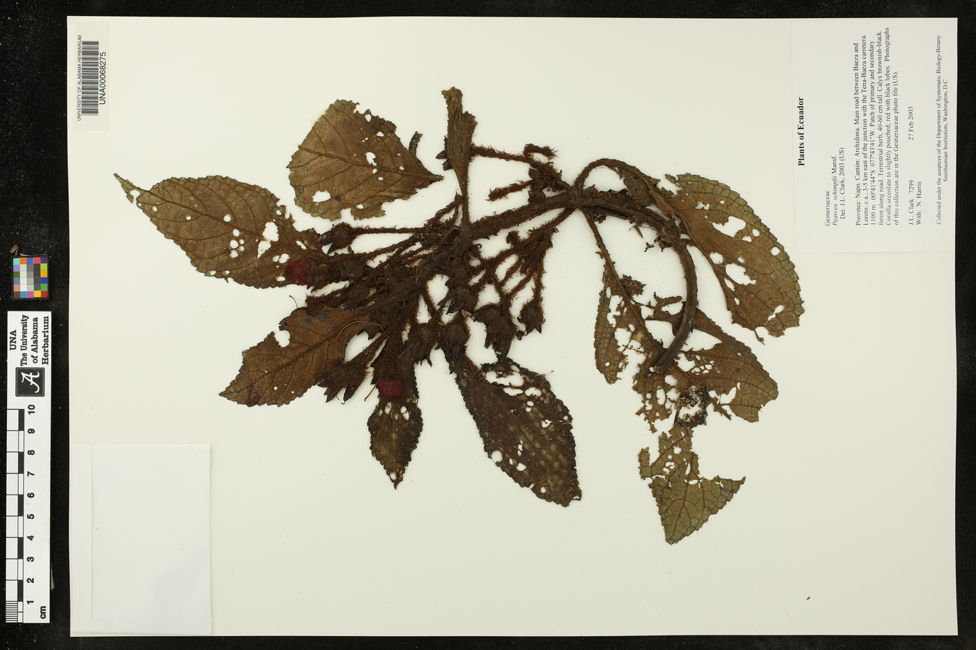Pearcea schimpfii image
