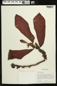 Columnea guttata image