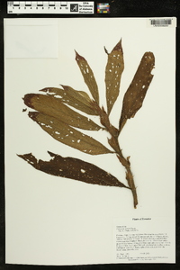 Columnea guttata image