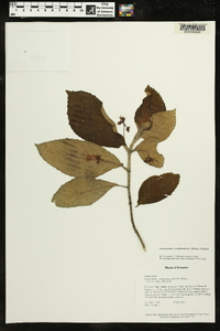 Gasteranthus wendlandianus image