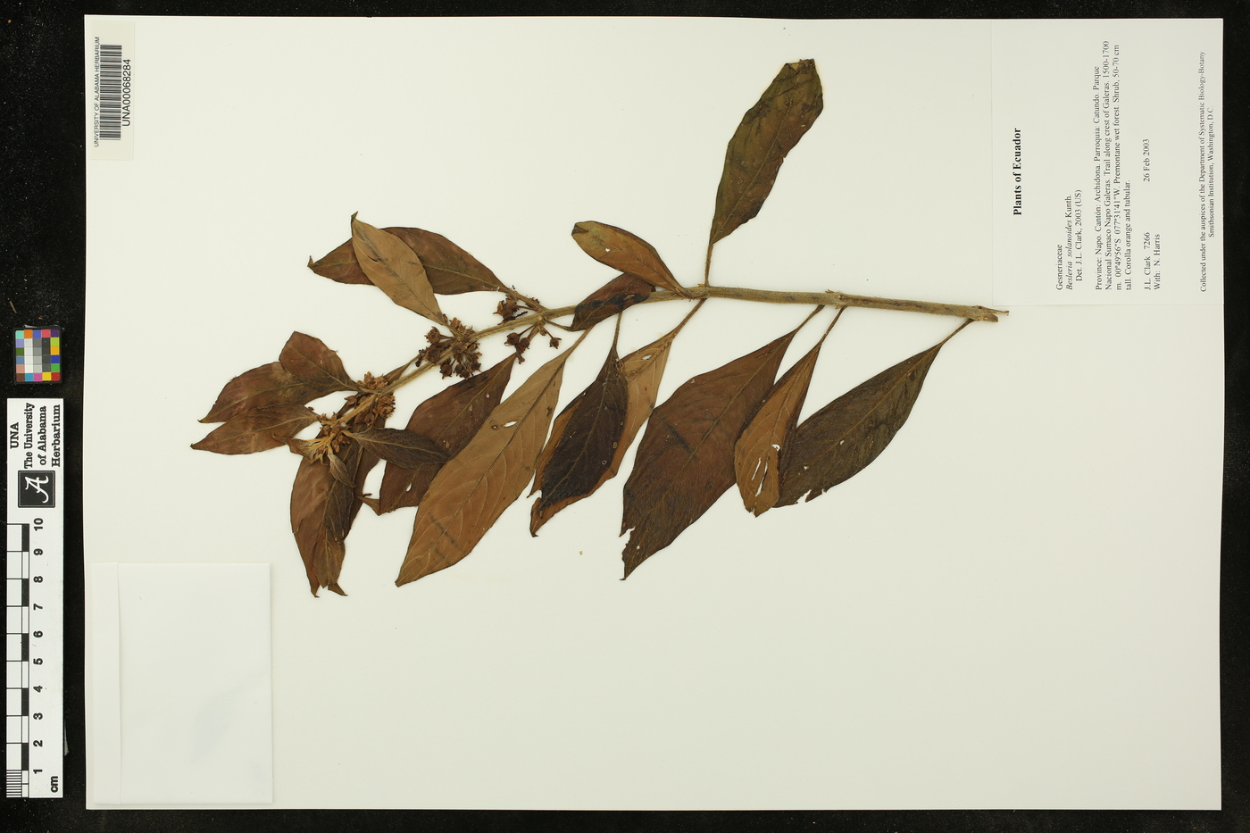Besleria solanoides image