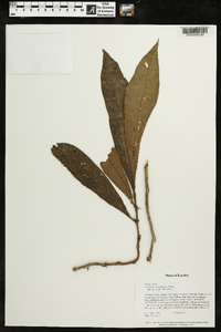 Columnea inaequilatera image