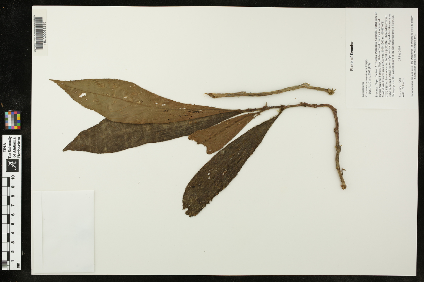 Columnea inaequilatera image