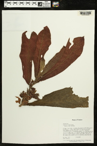 Columnea guttata image