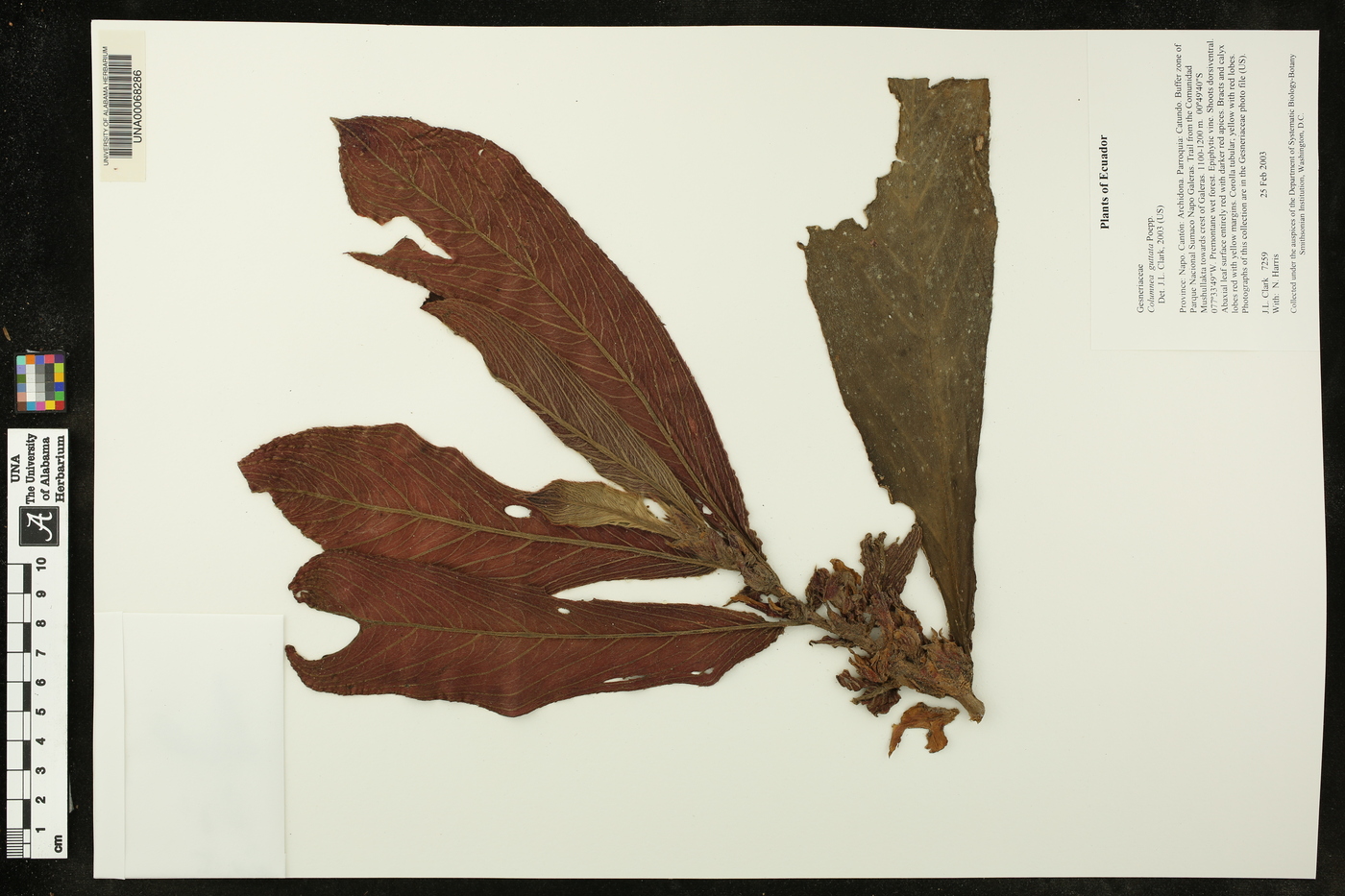 Columnea guttata image