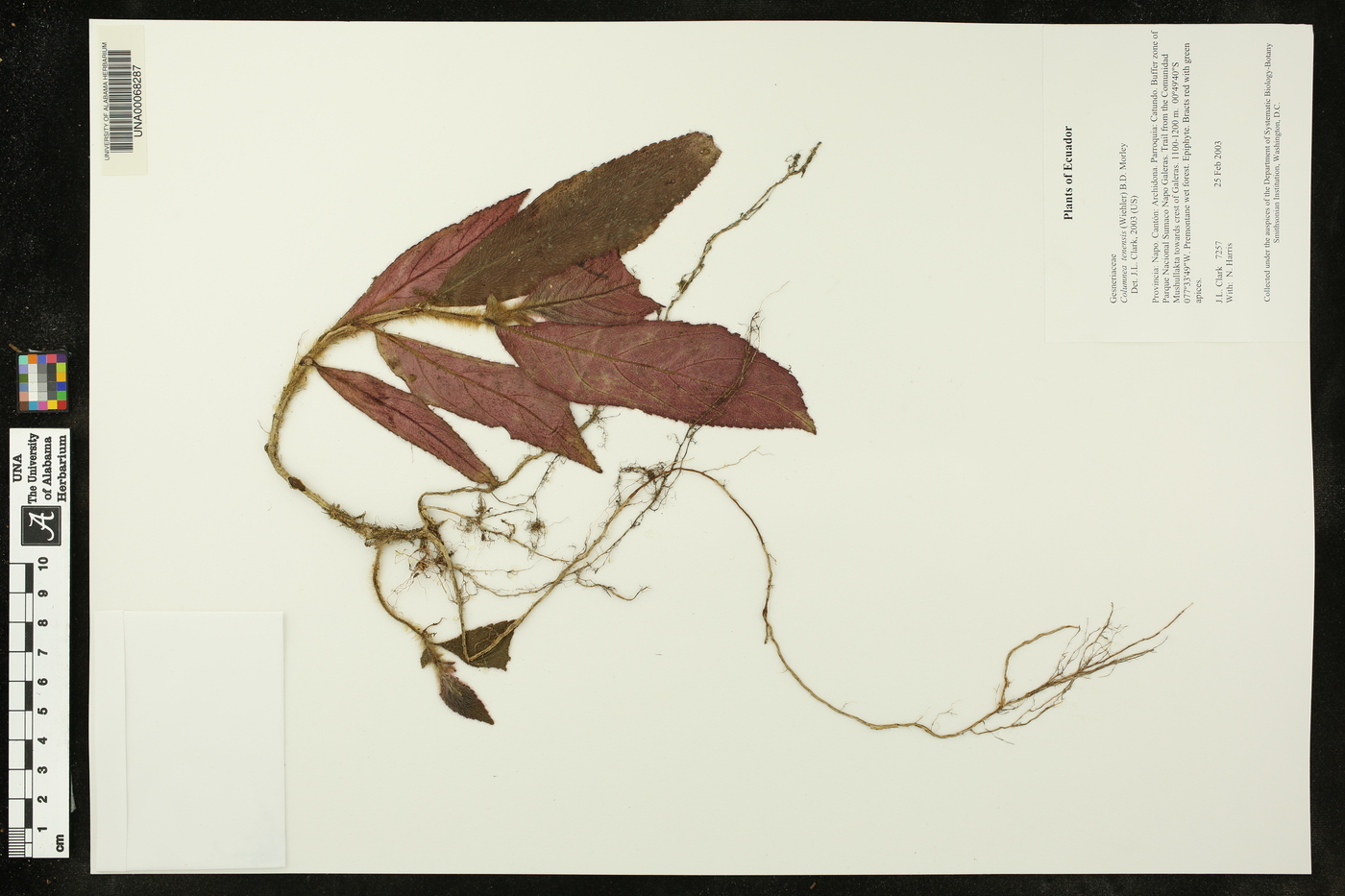 Columnea tenensis image