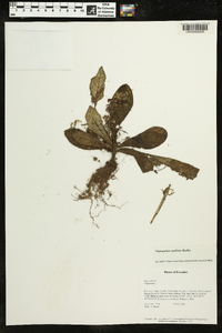 Napeanthus andinus image