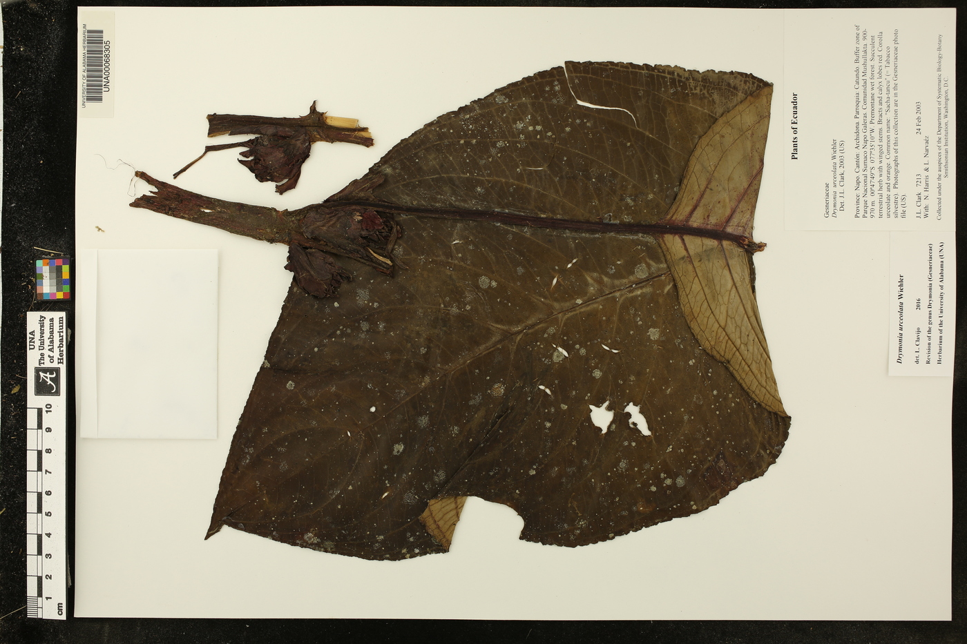 Drymonia urceolata image