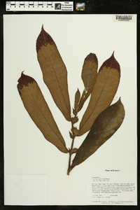 Columnea villosissima image